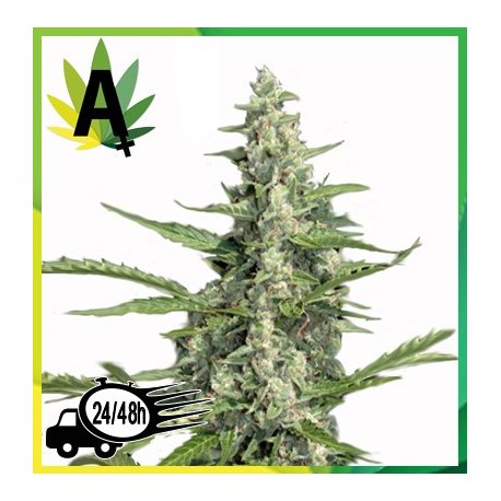 Pandora Autofloración