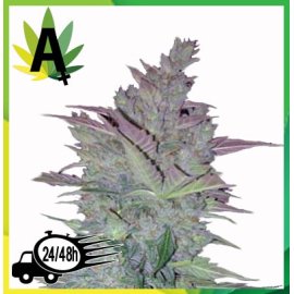 Vertigo Autofloración