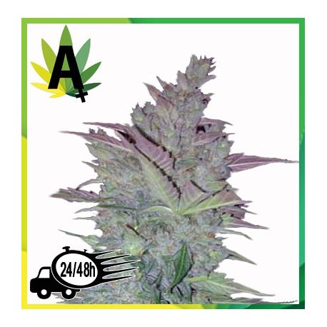 Vertigo Autofloración