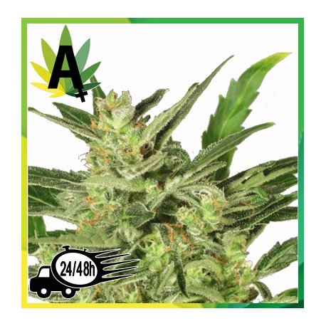 Automaria II Autofloración