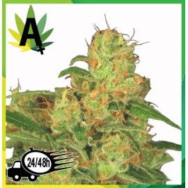 Acid Autofloración