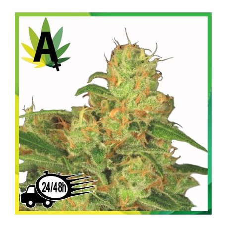 Acid Autofloración