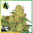 Auto Acid 