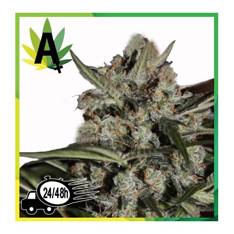 Whiteberry Autofloración