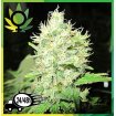 Jack La Mota