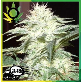 White Widow
