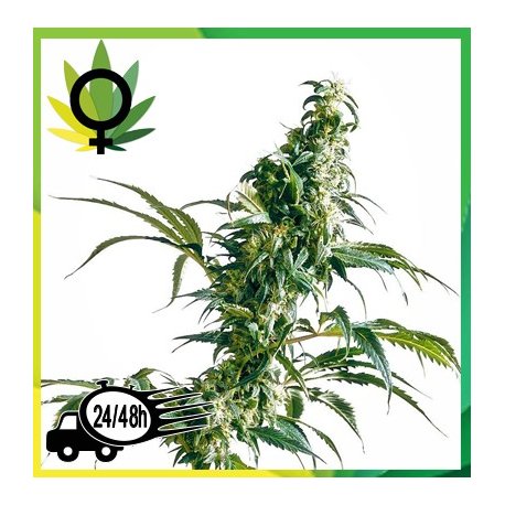 Mexican Sativa feminizada