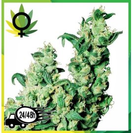Jack Herer feminizada