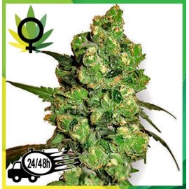 Durban feminizada