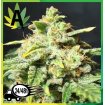 Snow Ryder Automatic