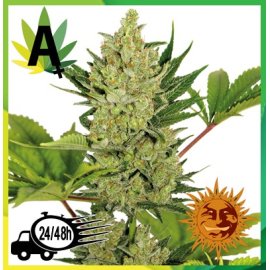 Blue Cheese Auto