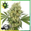 Medikit CBD