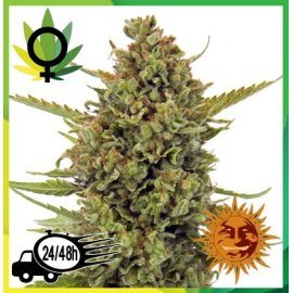 Acapulco Gold