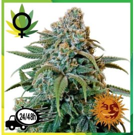 Liberty Haze