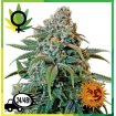 Liberty Haze