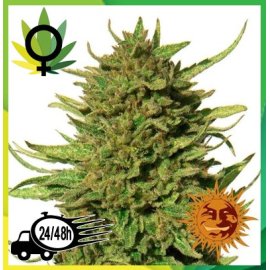 Critical Kush