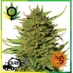 Critical Kush