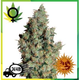 Tangerine Dream
