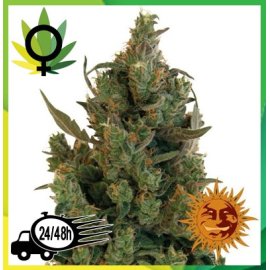 Blue Cheese