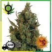 Blue Cheese