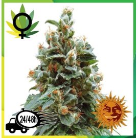 Vanilla Kush