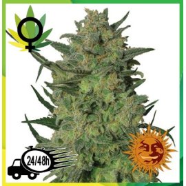 LSD