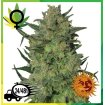 LSD