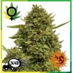 Pineapple Chunk