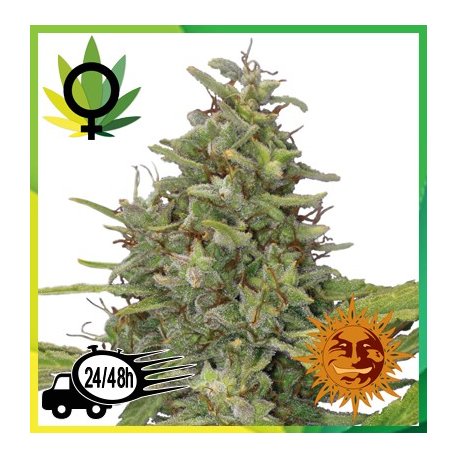 G13 Haze