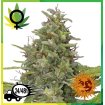 G13 Haze