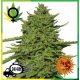 Amnesia Lemon