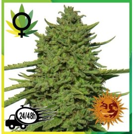 Amnesia Lemon