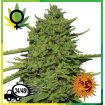 Amnesia Lemon