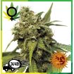 Utopia Haze
