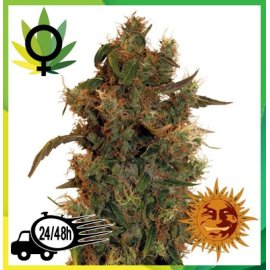 8 Ball Kush 