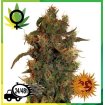 8 Ball Kush