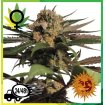 Violator Kush