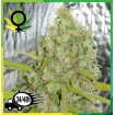 Orange Bud