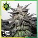 Bubba Island Kush