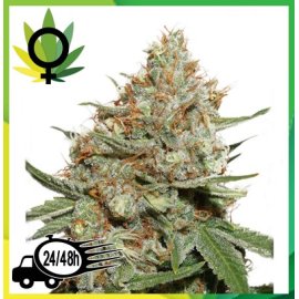 Skunk 11
