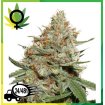 Skunk 11