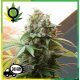 White Widow