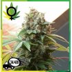 White Widow Dutch Passion