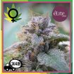 Blue Elite Indica