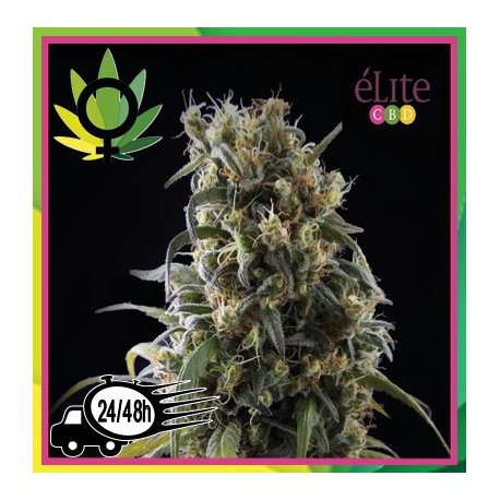 La Rica Clásica CBD