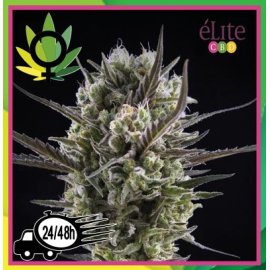 Llimonet Haze Clásica CBD