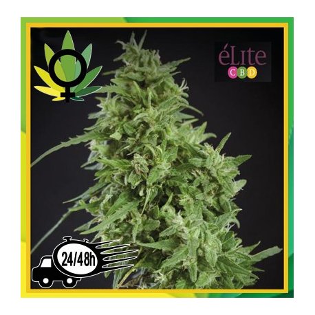 Amnesia Haze Ultra CBD