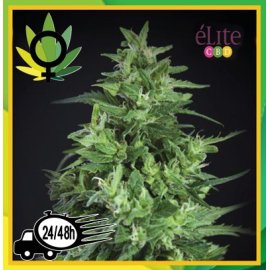 Llimonet Haze Ultra CBD