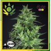 Llimonet Haze Ultra CBD