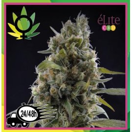 Solodiol Clásica CBD sin THC